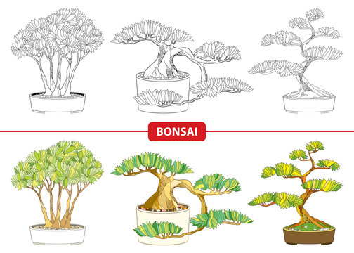 Vector set with ornate Bonsai tree in black and in color isolated on white background. Miniature ornamental tree or shrub grown in a pot. Traditional Japanese symbol in contour style.