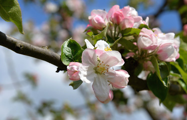 Apfelblüte in der Rheinebene (4)