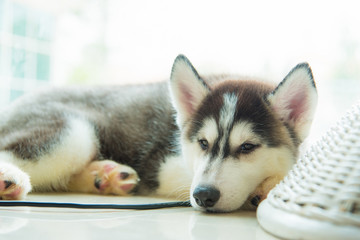 Siberian puppy