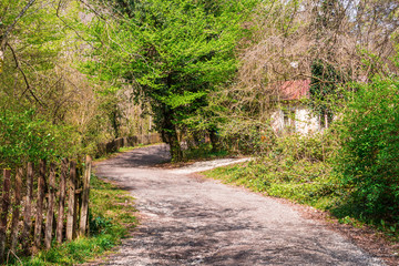 Footpath leading to cottage in forest on sunny summer day.