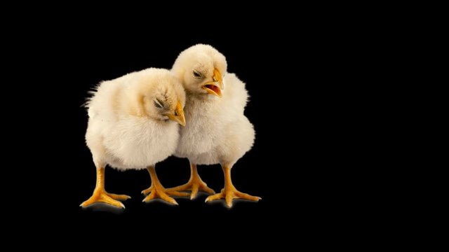 Two little chickens lean to each other, trying to sleep, alpha matte channel, transparent background