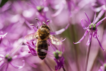 bee on the violet flower with copyspace