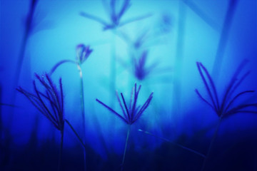 Fototapeta na wymiar Blurred of Swallen Finger Grass at night. Abstract wildflowers b