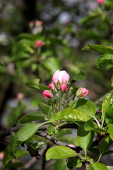Buds, on an apple tree