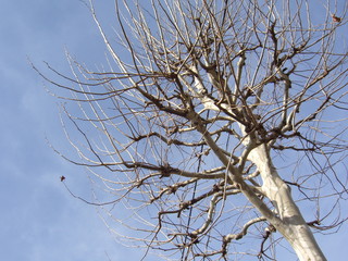 枯れ木　見上げる　冬の空