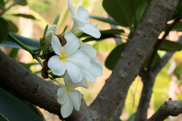 white frangipani tropical flower, plumeria flower blooming on tree, spa flower