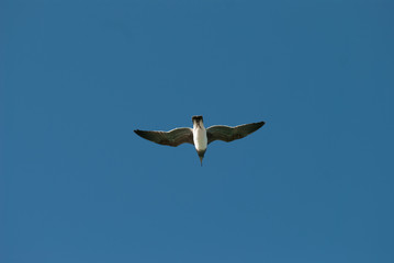 The bird flying in the blue sky