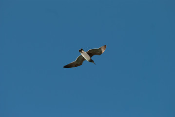 The bird flying in the blue sky