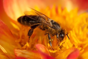 bee on the orange flower with copyspace