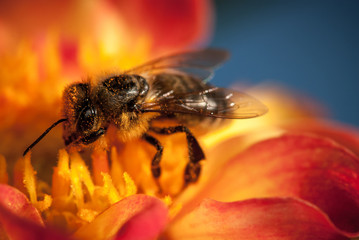 bee on the orange flower with copyspace