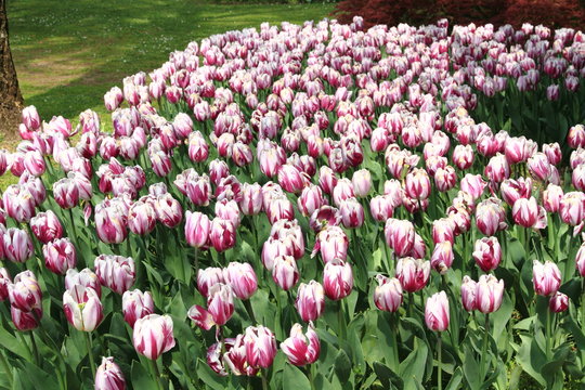 tulipani fiore primaverile