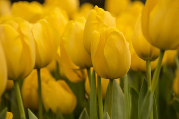 Obrazy na Szkle  Piękne kwitnące tulipany. Jasnożółte gigantyczne tulipany kwitnące w ogrodzie to bardzo piękna aranżacja ogrodu