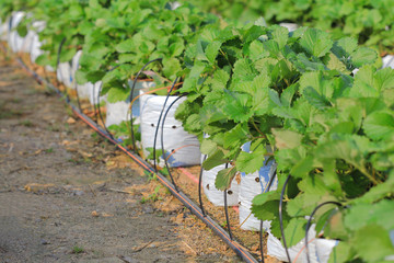 Water saving drip irrigation system being used in strawberry far