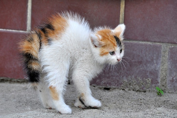 Little tricolor kitty saw the puppy
