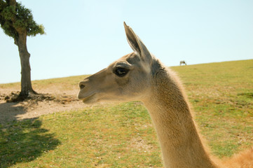 Obraz premium Young llama 