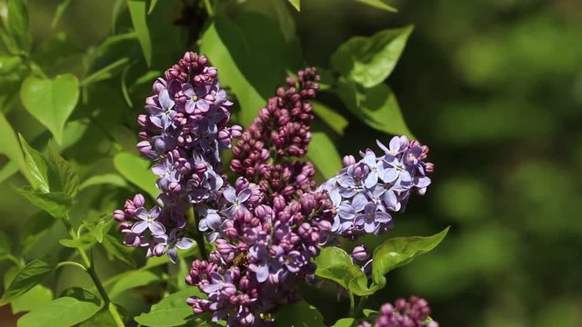 Bl&uuml;hender Flieder im Wind / Syringa / flowering lilac