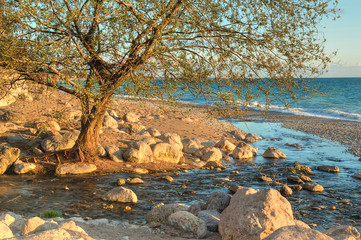 Pebble beach with a tree and a creek flowing into the sea, HDR processing.