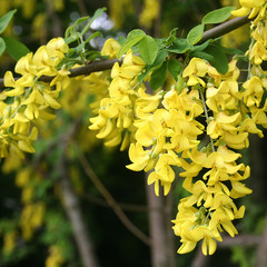 Cassia fistula. acacia dai fiori gialli