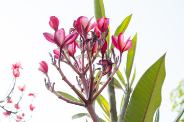 Pink plumeria on the plumeria tree, frangipani tropical flowers.