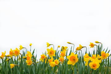 Background of yellow daffodils on white background.