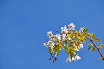 White cherry blossom over clear blue sky