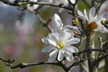 White magnolia flower close up