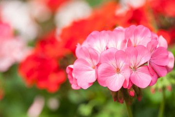 Geranium flower close up