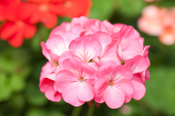 Obraz premium Geranium flower close up