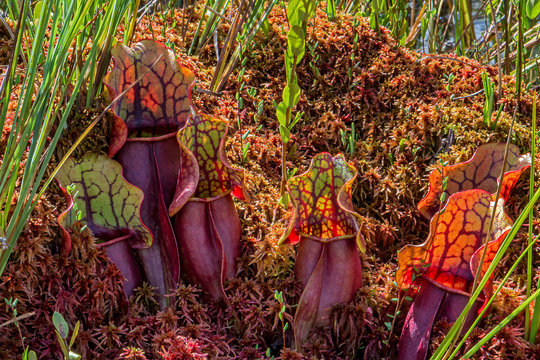 Pitcher plants (Sarracenia purpurea) embedded in sphagnum (peat) moss in an acid bog in northern Wisconsin.