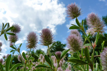 Rabbit-foot clover (Trifolium arvense) flower heads towering towards a partly cloudy blue sky.