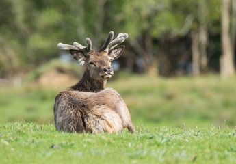 Red deer resting in the grass in Killarney national park