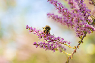 Wallpaper Macro of Bee Working on Pink Flower, Blur Background