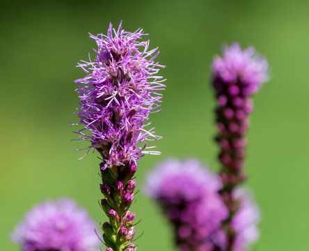 Prairie blazing star flower cluster (Liatris pycnostachya) isolated againt green background.