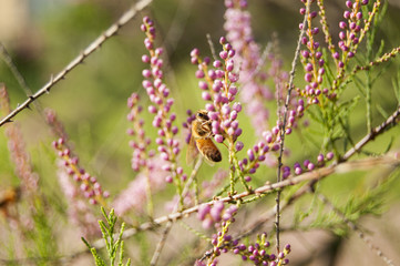 Wallpaper Macro of Bee Working on Pink Flower, Blur Background