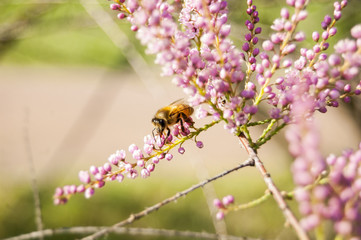 Wallpaper macro Bee Work on Pink Flower Blur Background