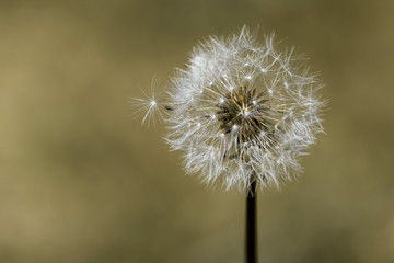 A white parachute-like tuft of hairs (pappus) which will carry dandelion seeds (Taraxacum officinale) off into the wind caught in the process of blowing off the main plant.