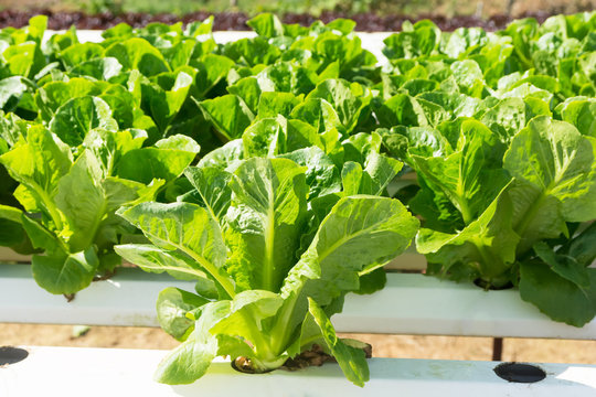 Hydroponics method of growing plants using mineral nutrient solu