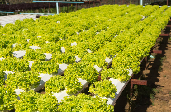 Hydroponics method of growing plants using mineral nutrient solu