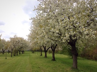 Cherry trees in bloom