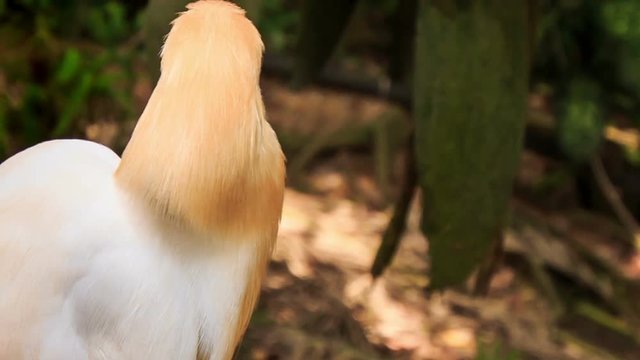 White Cattle Egret Orange Head Walks on Stone Border in Park