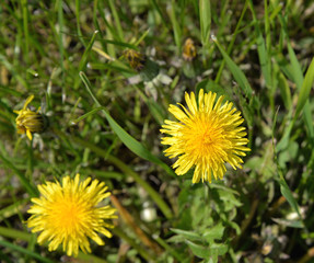 Löwenzahn Blüte (3)