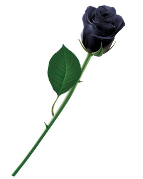 Black rose isolated. Realistic vector illustration