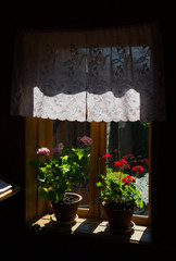 Window with curtain and geranium flowers