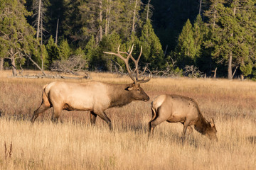 Naklejka na ściany i meble Elk in the Fall Rut