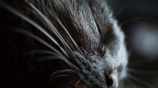 Tight shot of a black cat's highly detailed yellow / gold eye.