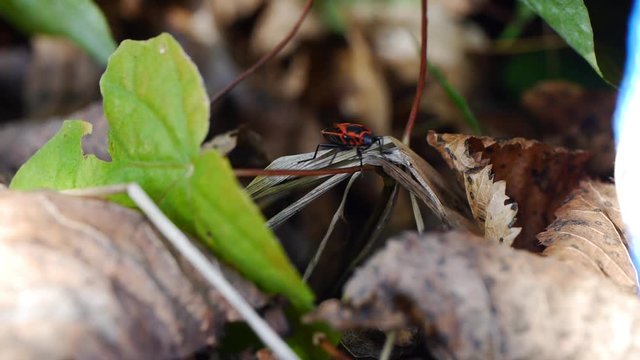 cantharis beetle (Cantharis rustica, Soldier Beetle)