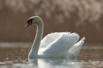 swan
