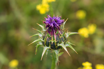 thistle flower in bloom