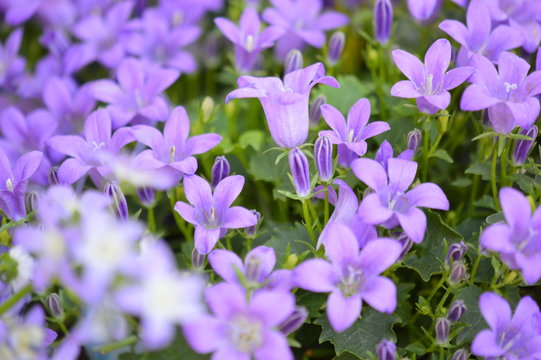 campanule