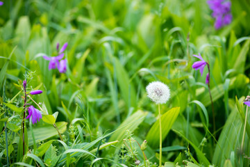 風に揺れるタンポポの綿毛